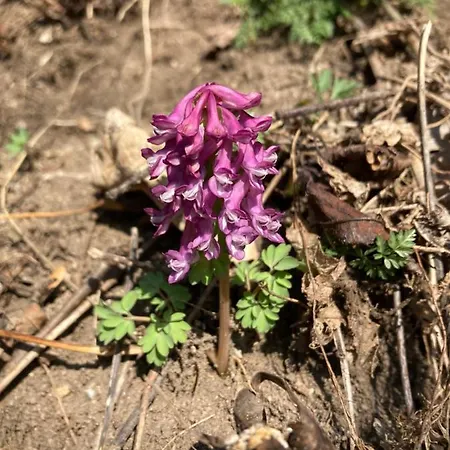 Haus Rhodania 알비넨