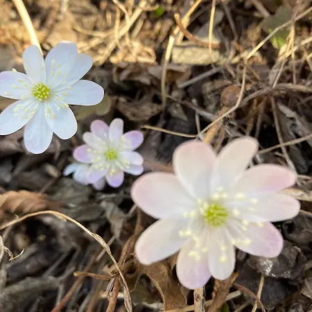 Haus Rhodania 호텔 2*