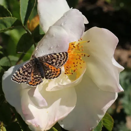 호텔 Haus Rhodania 알비넨