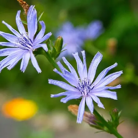 Haus Rhodania 알비넨