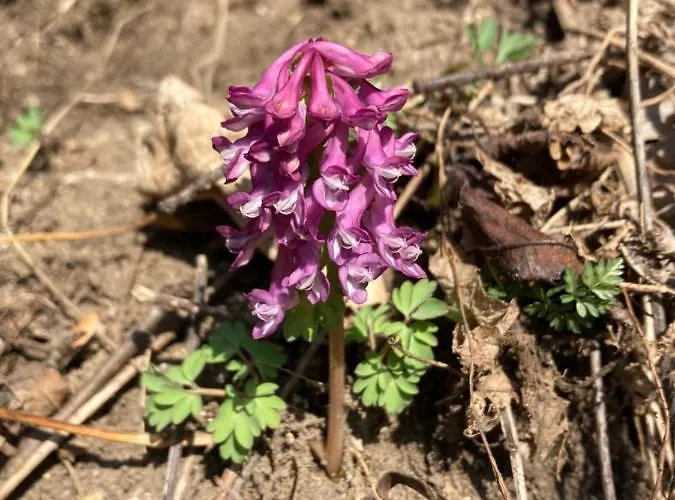 Haus Rhodania Albinen