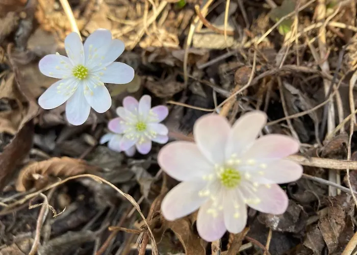 Haus Rhodania Hotel 2*