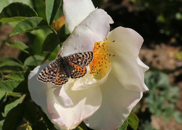 Hotel Haus Rhodania Albinen