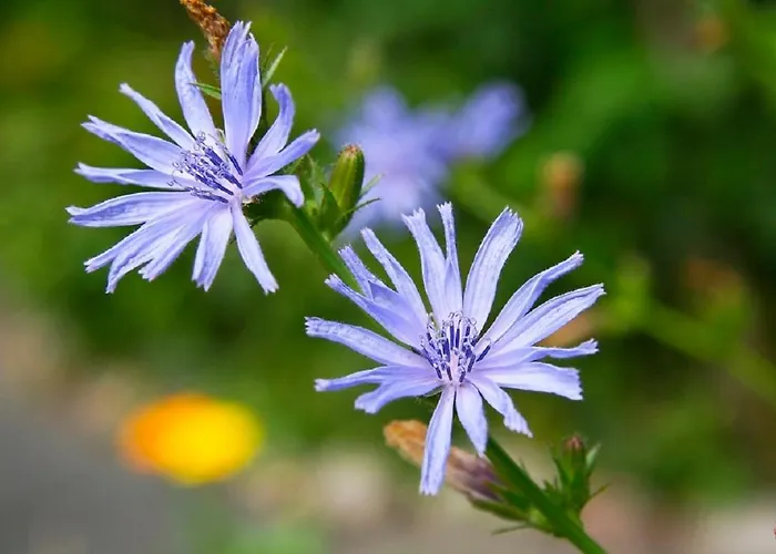 Haus Rhodania Albinen